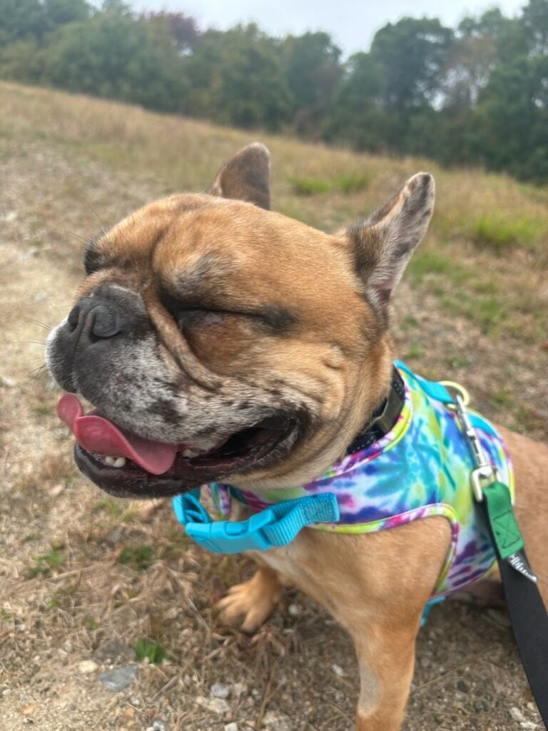 Ruby, a Adopted French Bulldog in Blackstone, MA image 3/4