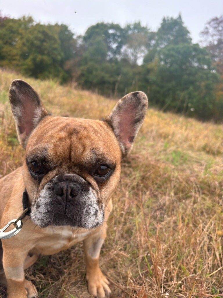 Ruby, Adopted, Adult Female French Bulldog.
