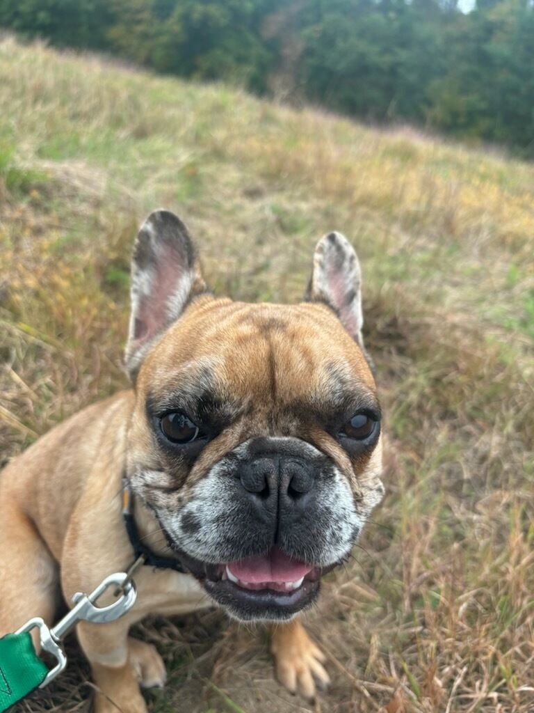 Ruby, a Adopted French Bulldog in Blackstone, MA image 4/4