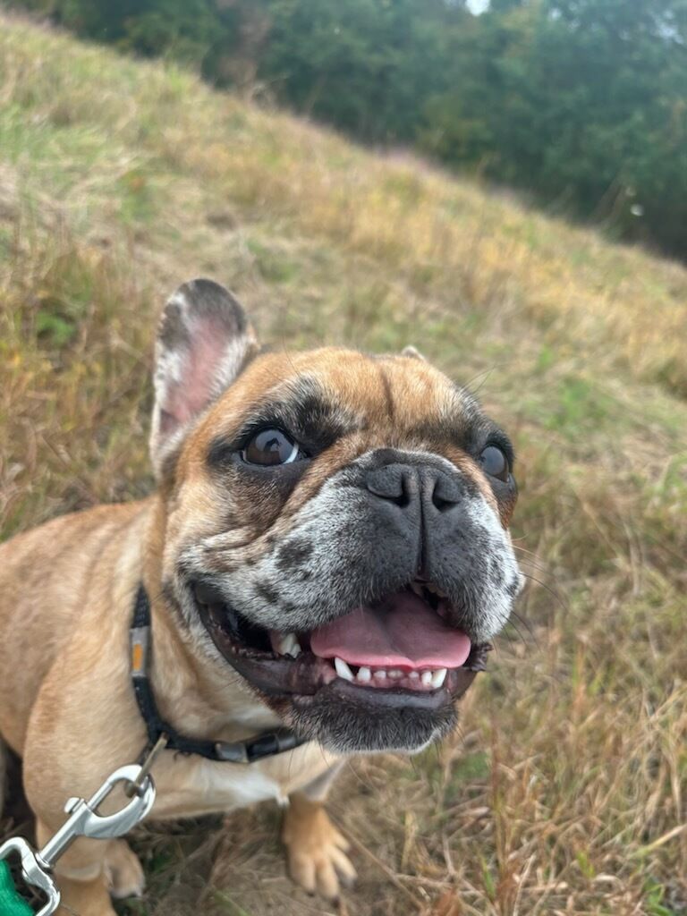 Ruby, a Adopted French Bulldog in Blackstone, MA image 2/4