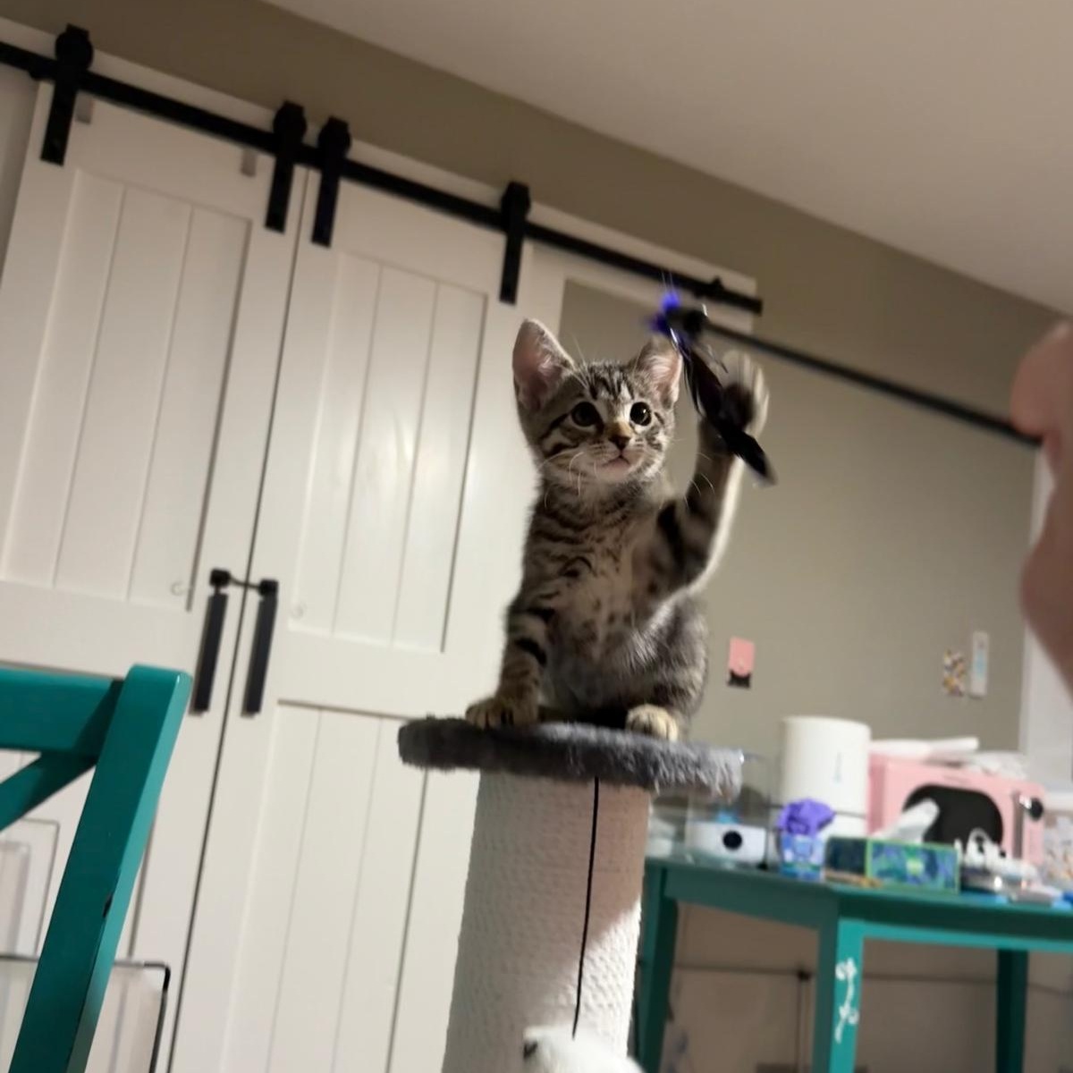 Enlarge Marion(berry), a Adoptable Domestic Short Hair in Sandy Springs, GA image 2/5