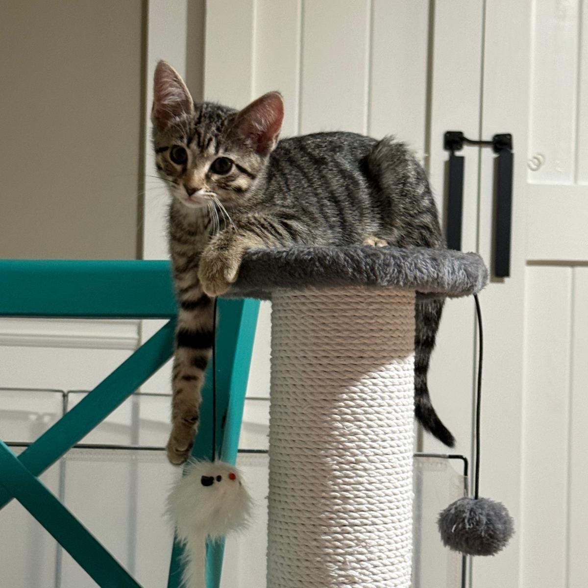 Enlarge Marion(berry), a Adoptable Domestic Short Hair in Sandy Springs, GA image 3/5