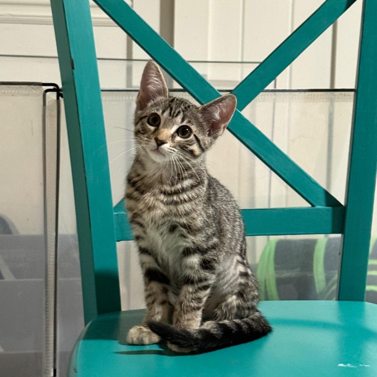 Marion(berry), Adoptable, Kitten Female Domestic Short Hair.