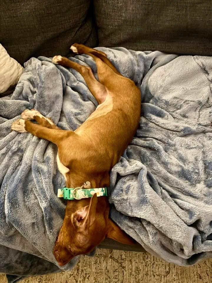 Enlarge Minnie, a Adoptable mixed breed in Lutz, FL image 3/4
