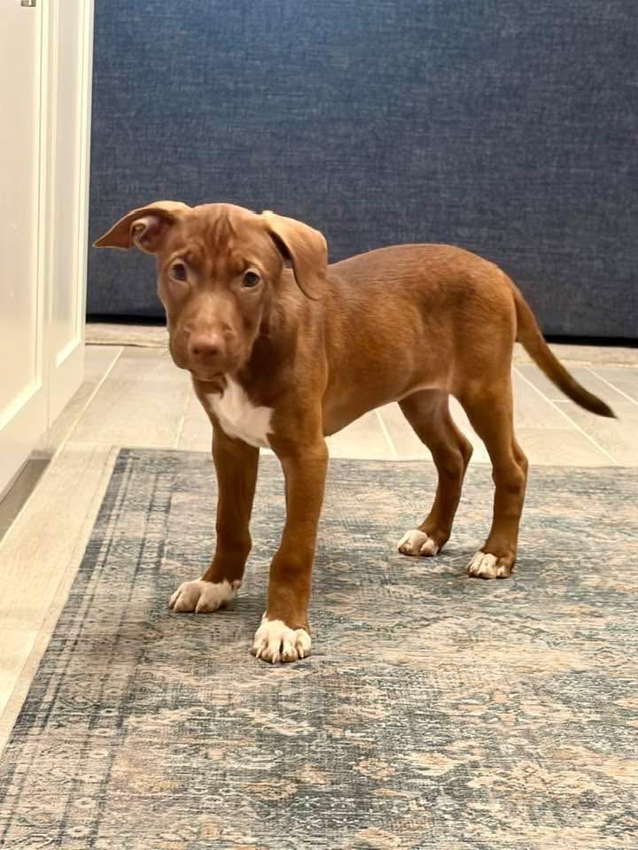 Minnie, Adoptable, Puppy Female Labrador Retriever & Shepherd.