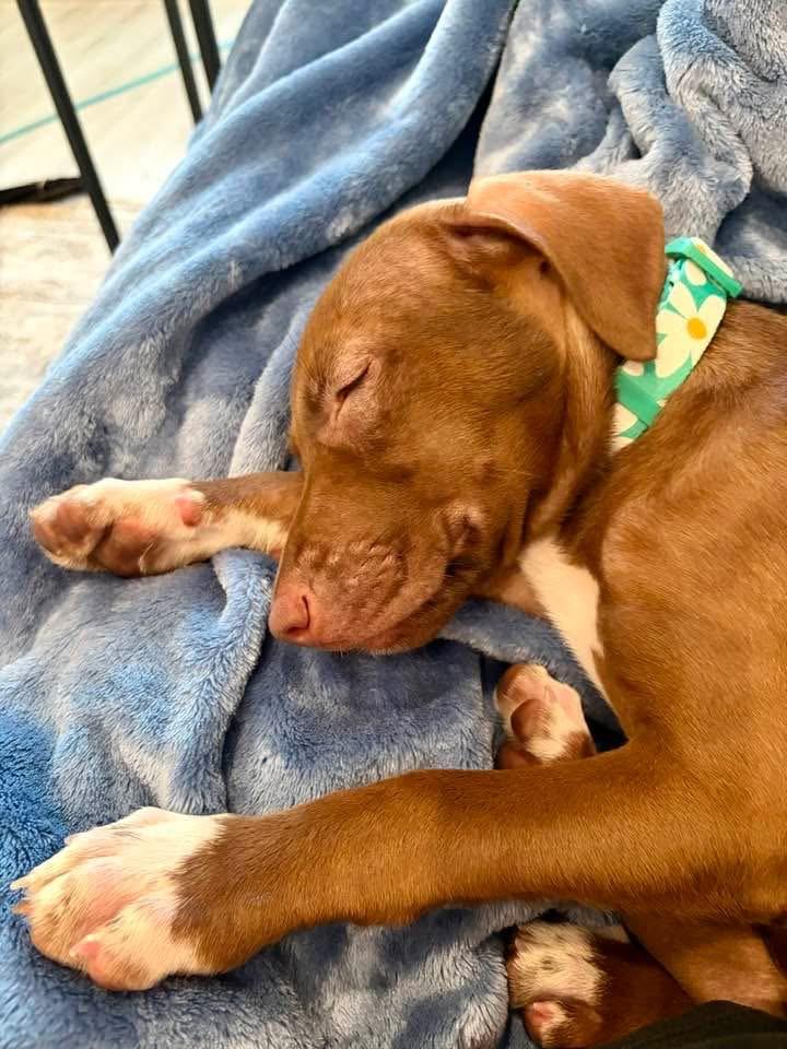 Enlarge Minnie, a Adoptable mixed breed in Lutz, FL image 2/4