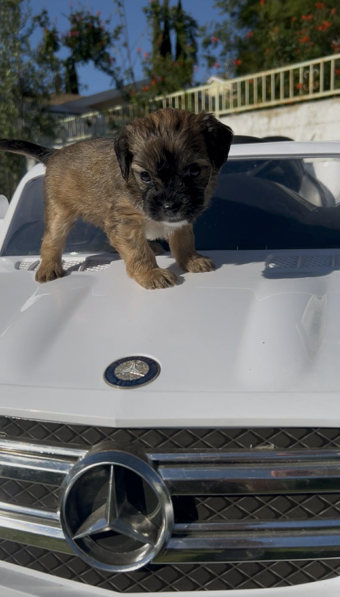 Mocha Aka "runty" thumbnail 4