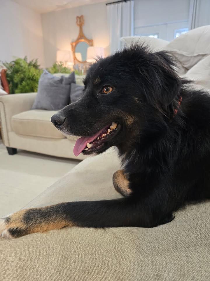 Goose, adopted, Adult Male Australian Shepherd.