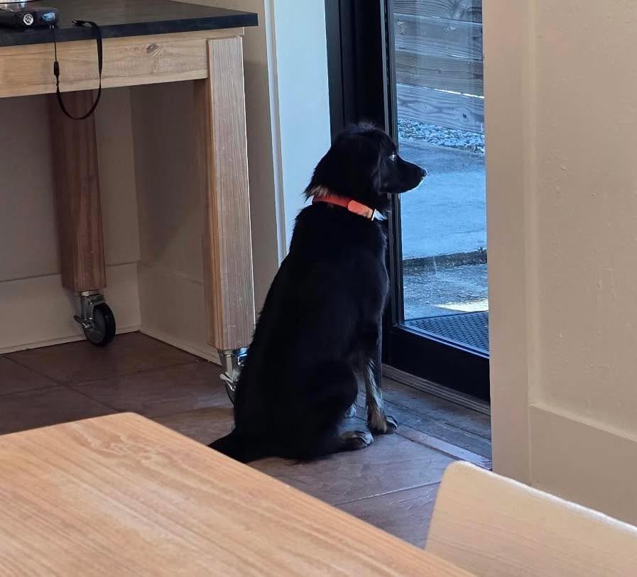 Enlarge Goose, an adopted mixed breed in Baker, LA image 3/6