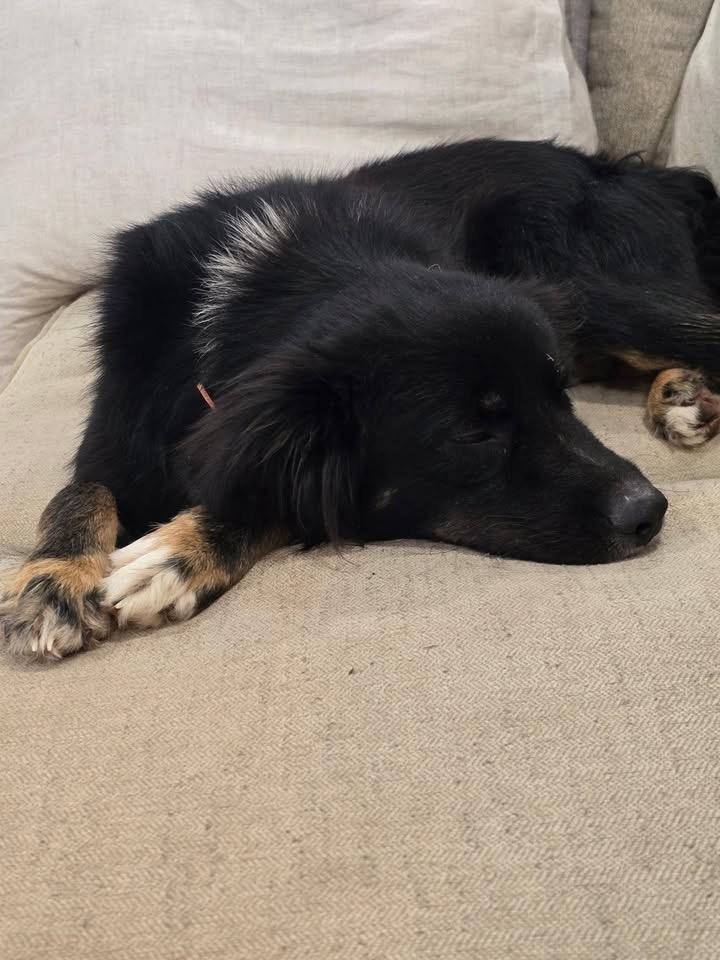 Enlarge Goose, an adopted mixed breed in Baker, LA image 4/6