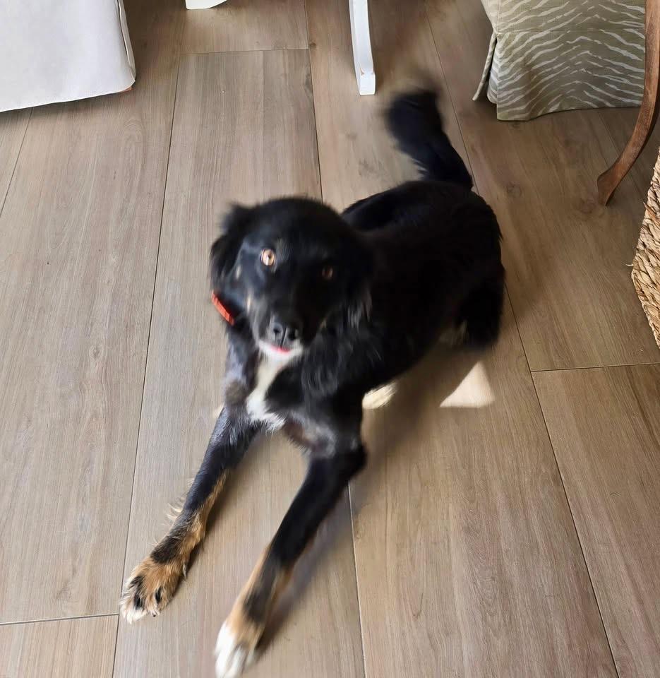 Enlarge Goose, an adopted mixed breed in Baker, LA image 6/6