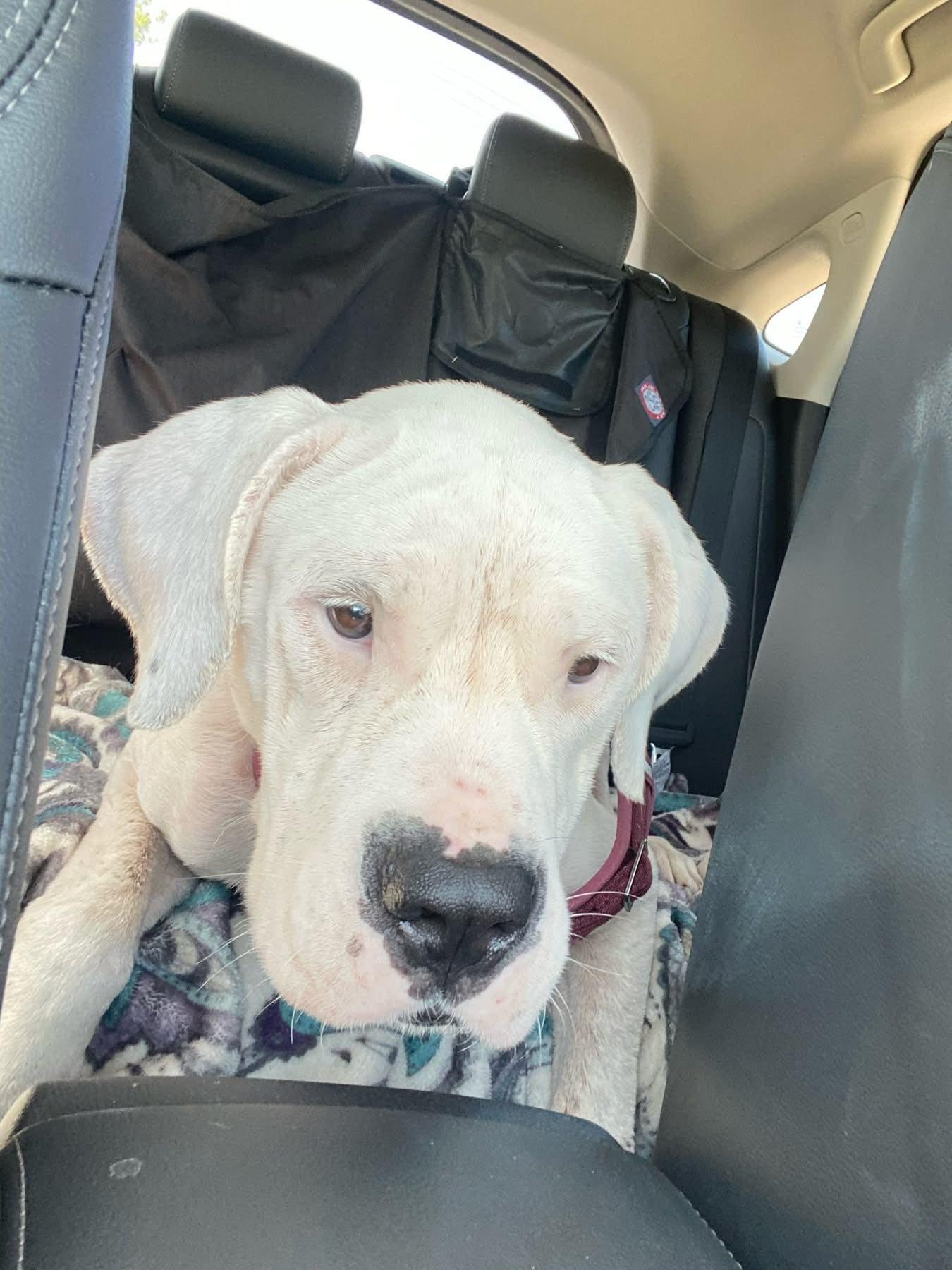 Enlarge Bunnie, an adoptable Dogo Argentino in Temple, TX image 3/5