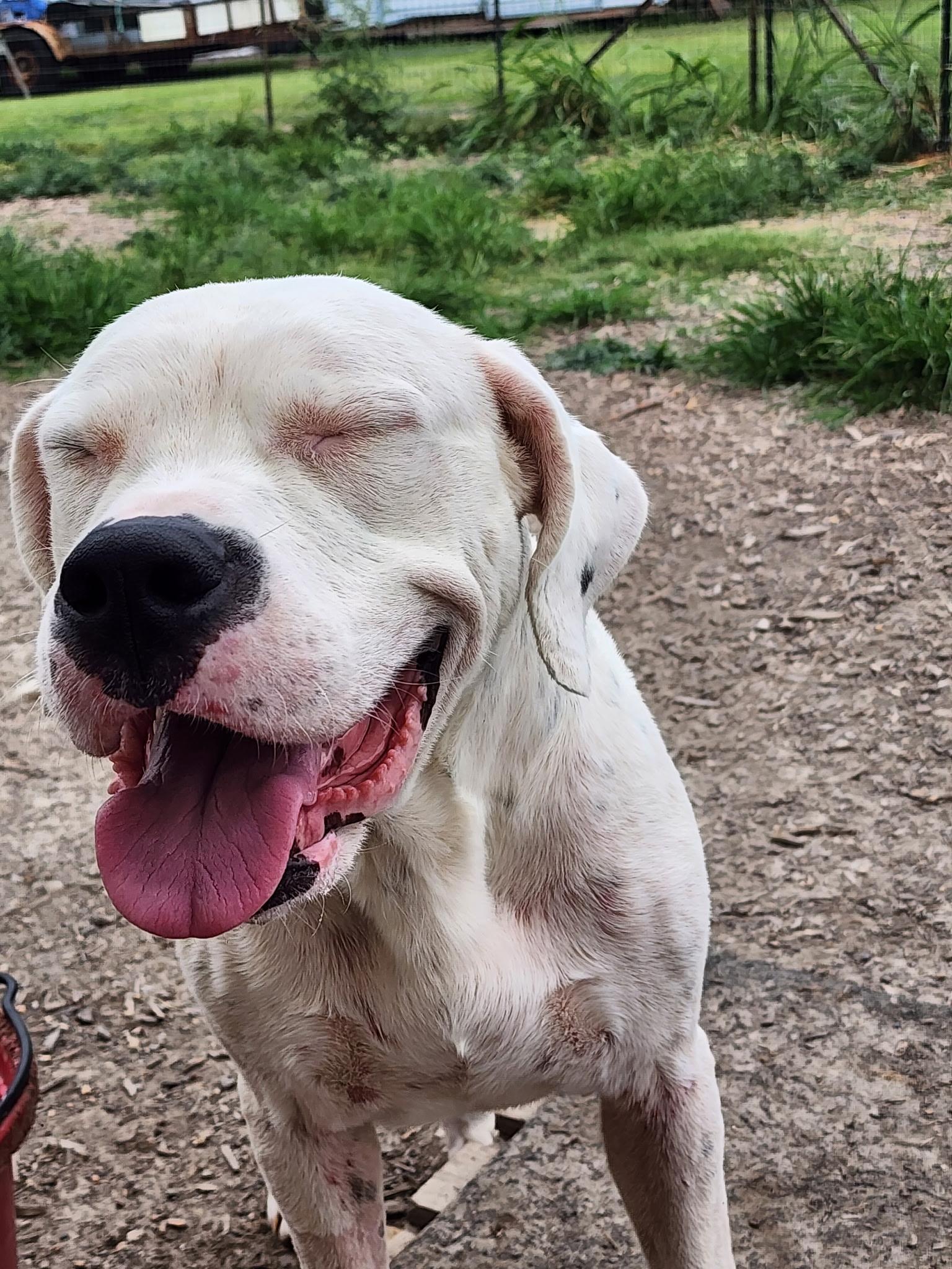 Enlarge Bunnie, an adoptable Dogo Argentino in Temple, TX image 5/5