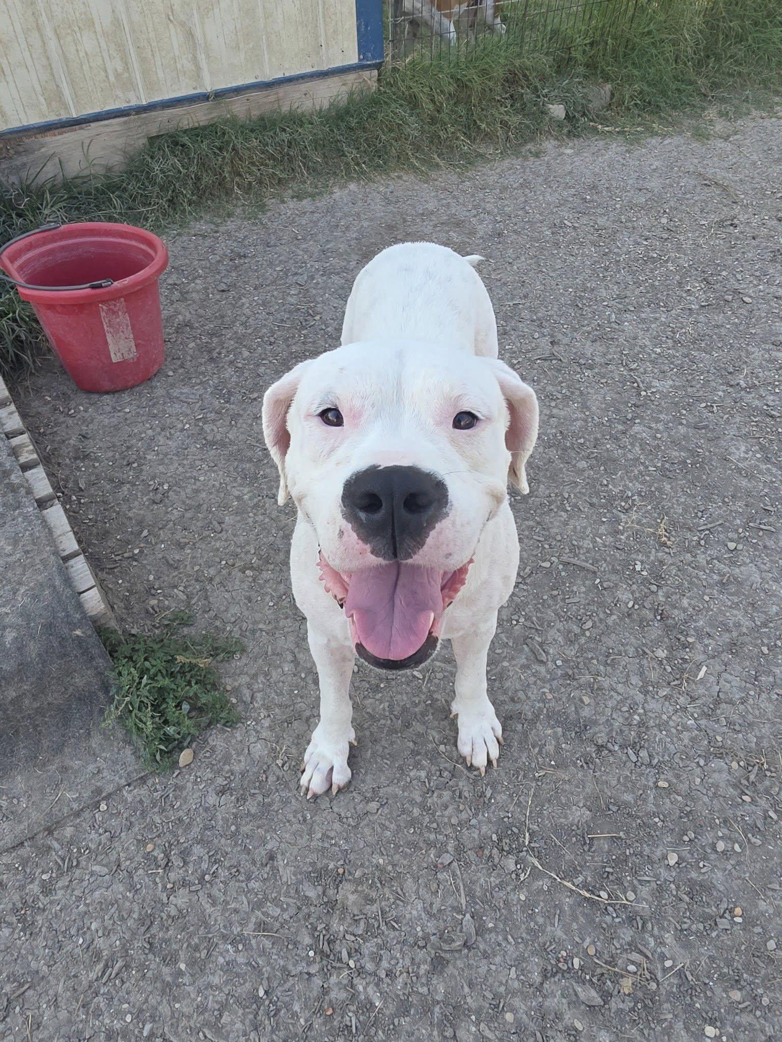 Enlarge Bunnie, an adoptable Dogo Argentino in Temple, TX image 1/5