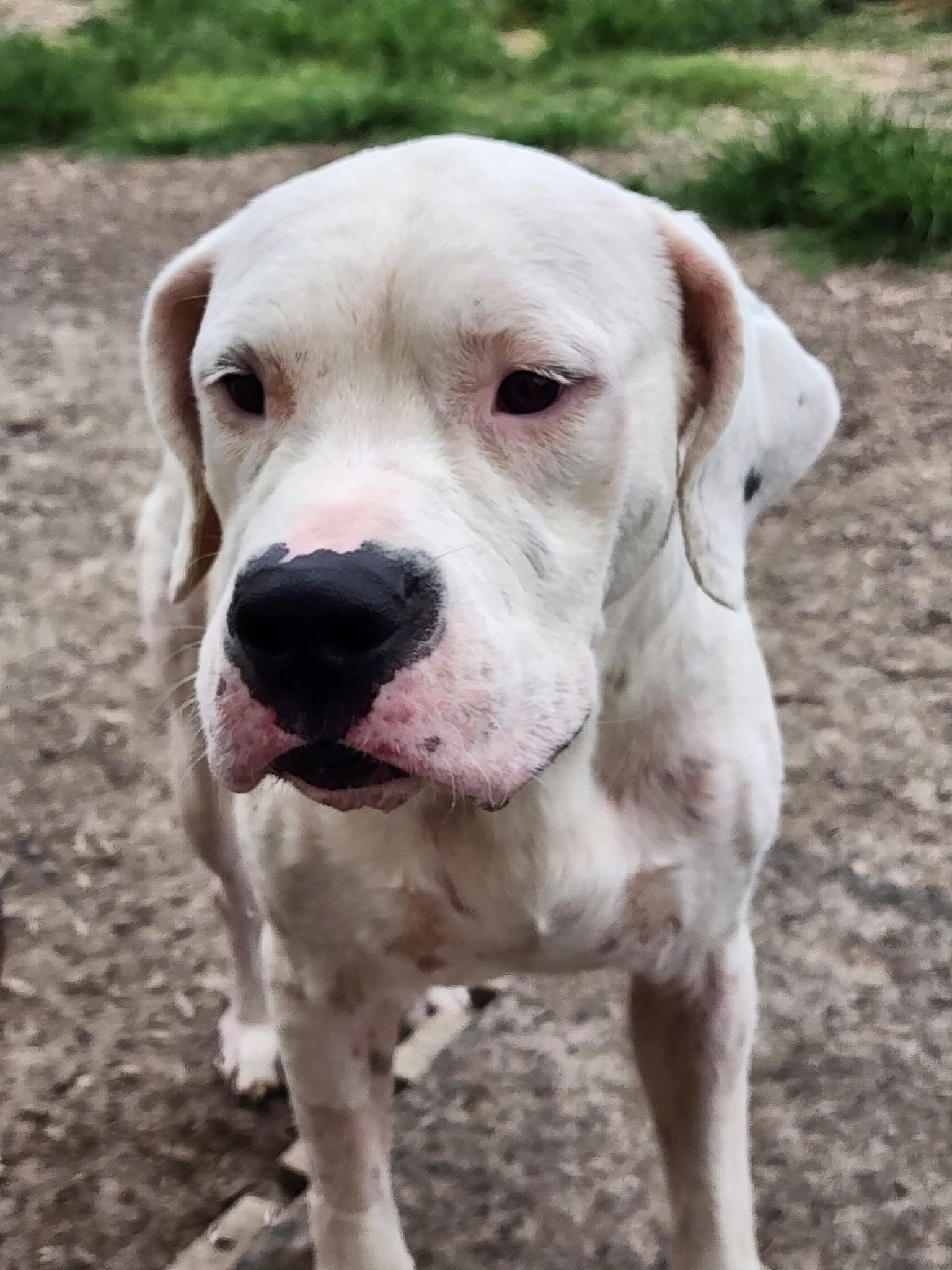Enlarge Bunnie, an adoptable Dogo Argentino in Temple, TX image 2/5