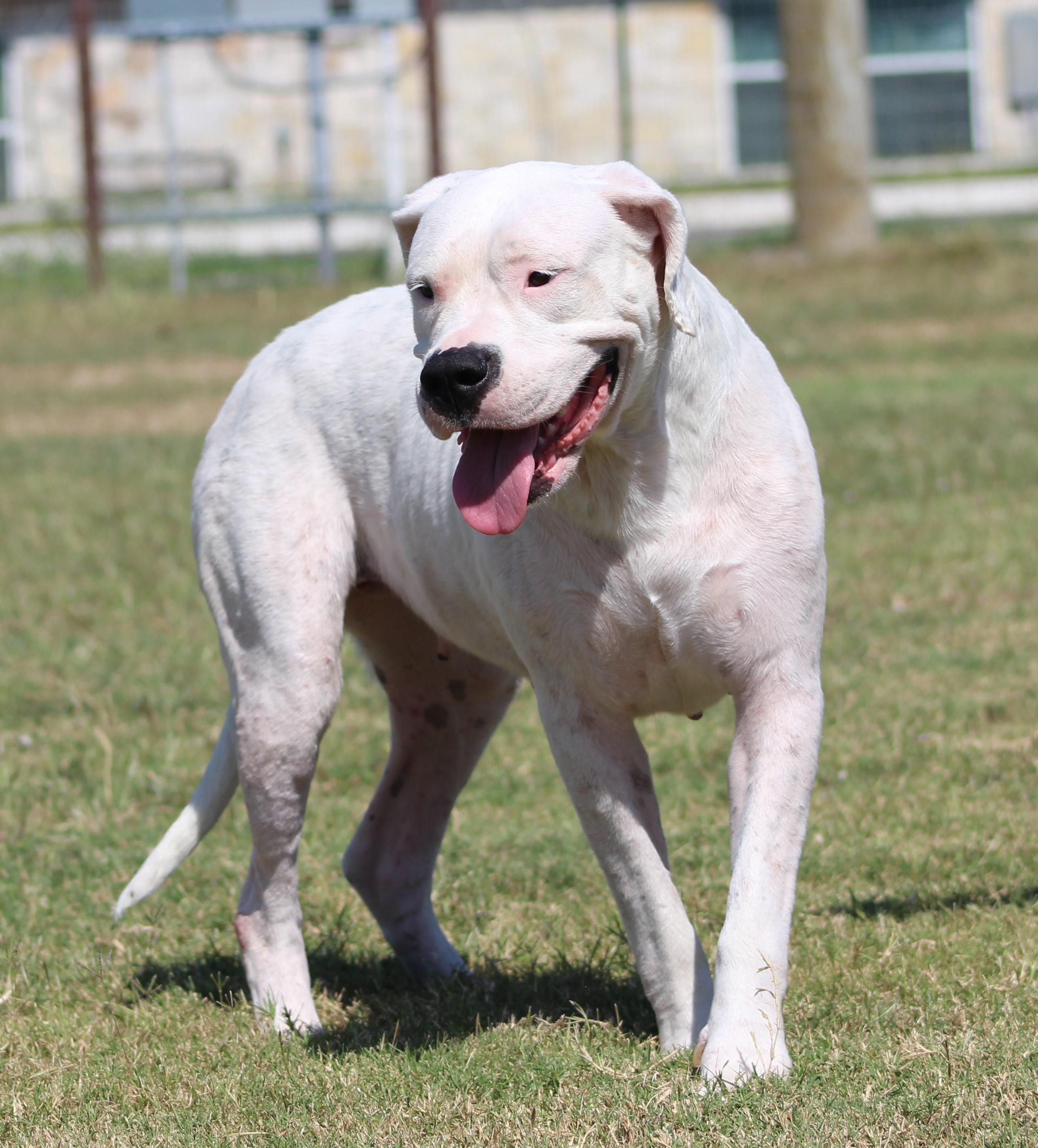 Enlarge Bunnie, an adoptable Dogo Argentino in Temple, TX image 4/6
