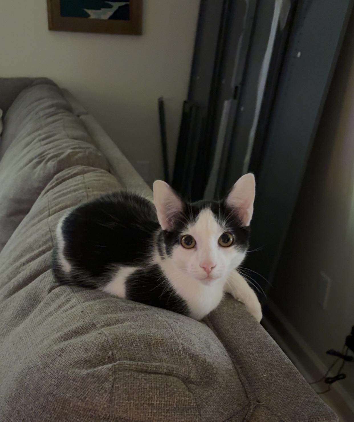 Dobby, Adoptable, Young Male Domestic Short Hair.