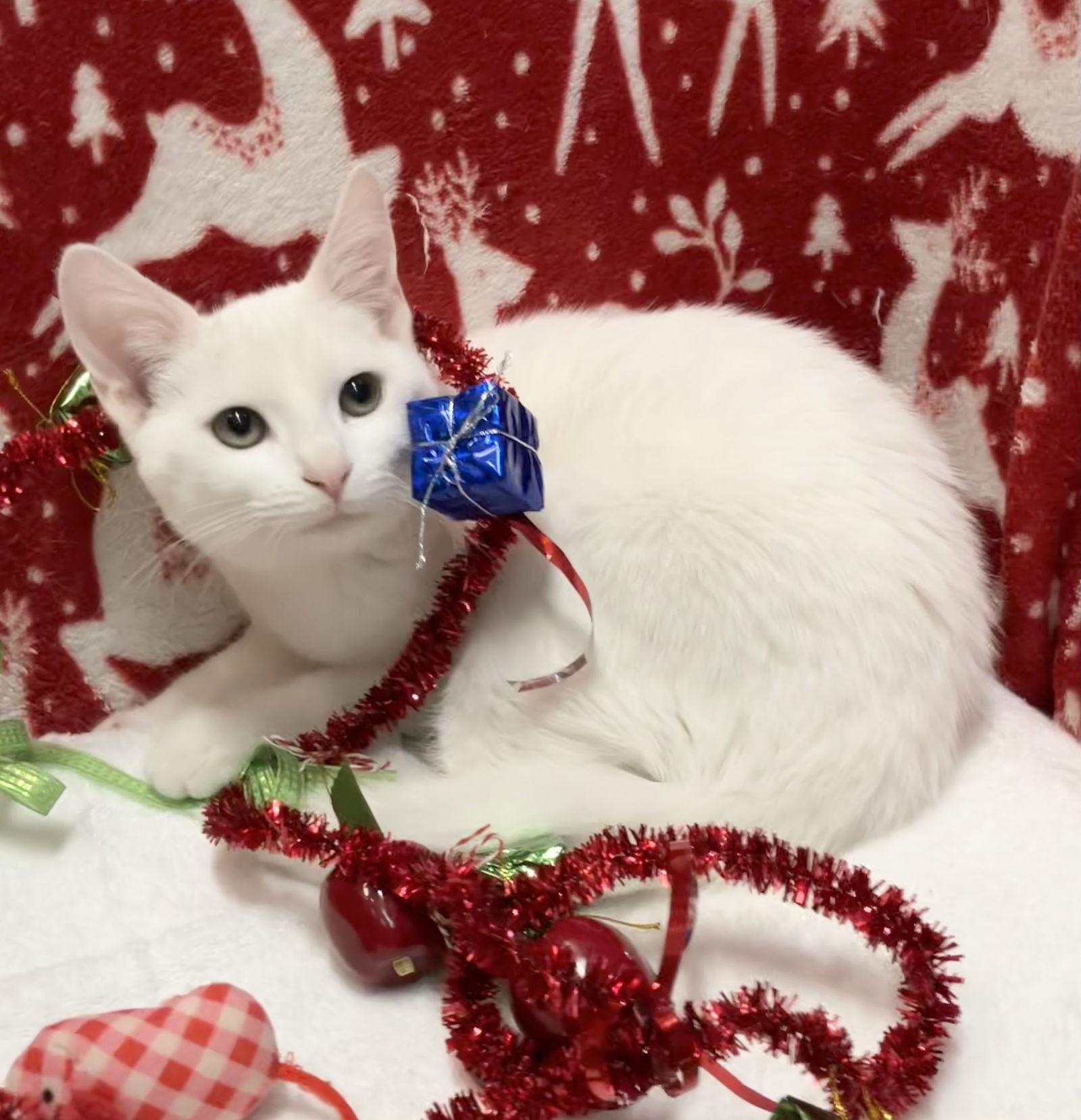 Betty White thumbnail 3