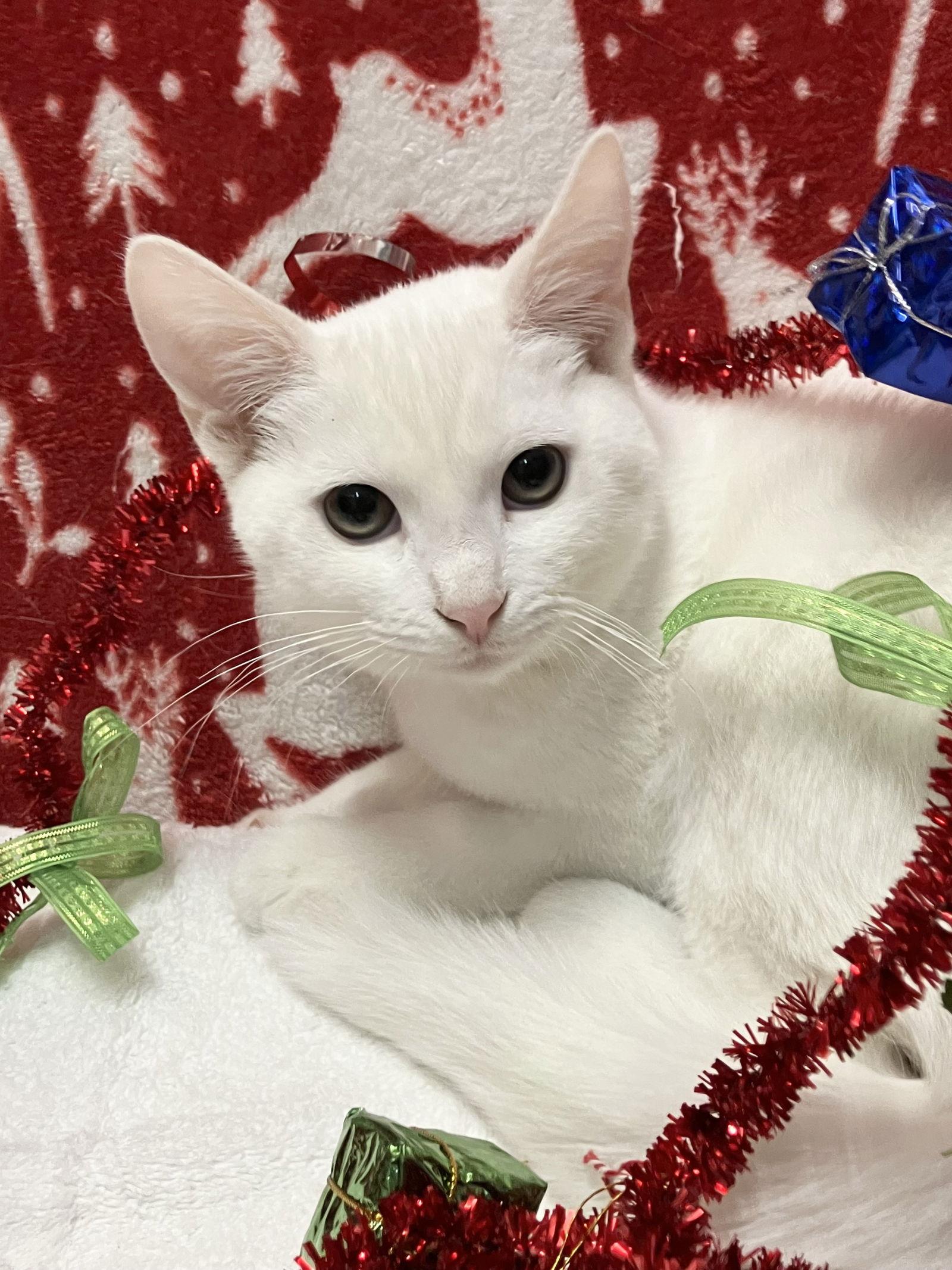 Betty White thumbnail 4