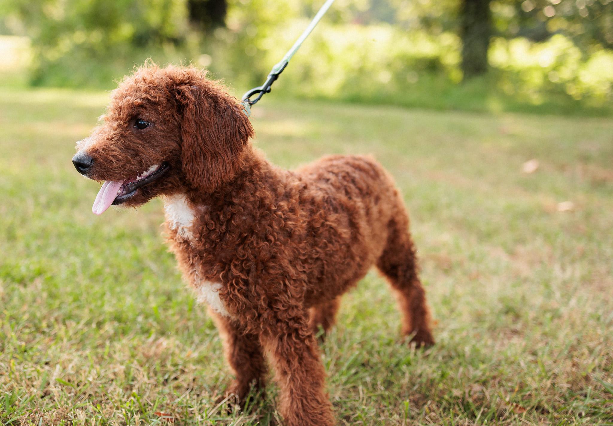 Leander, an adoptable Goldendoodle in Gradyville, KY, 42742 | Photo Image 3
