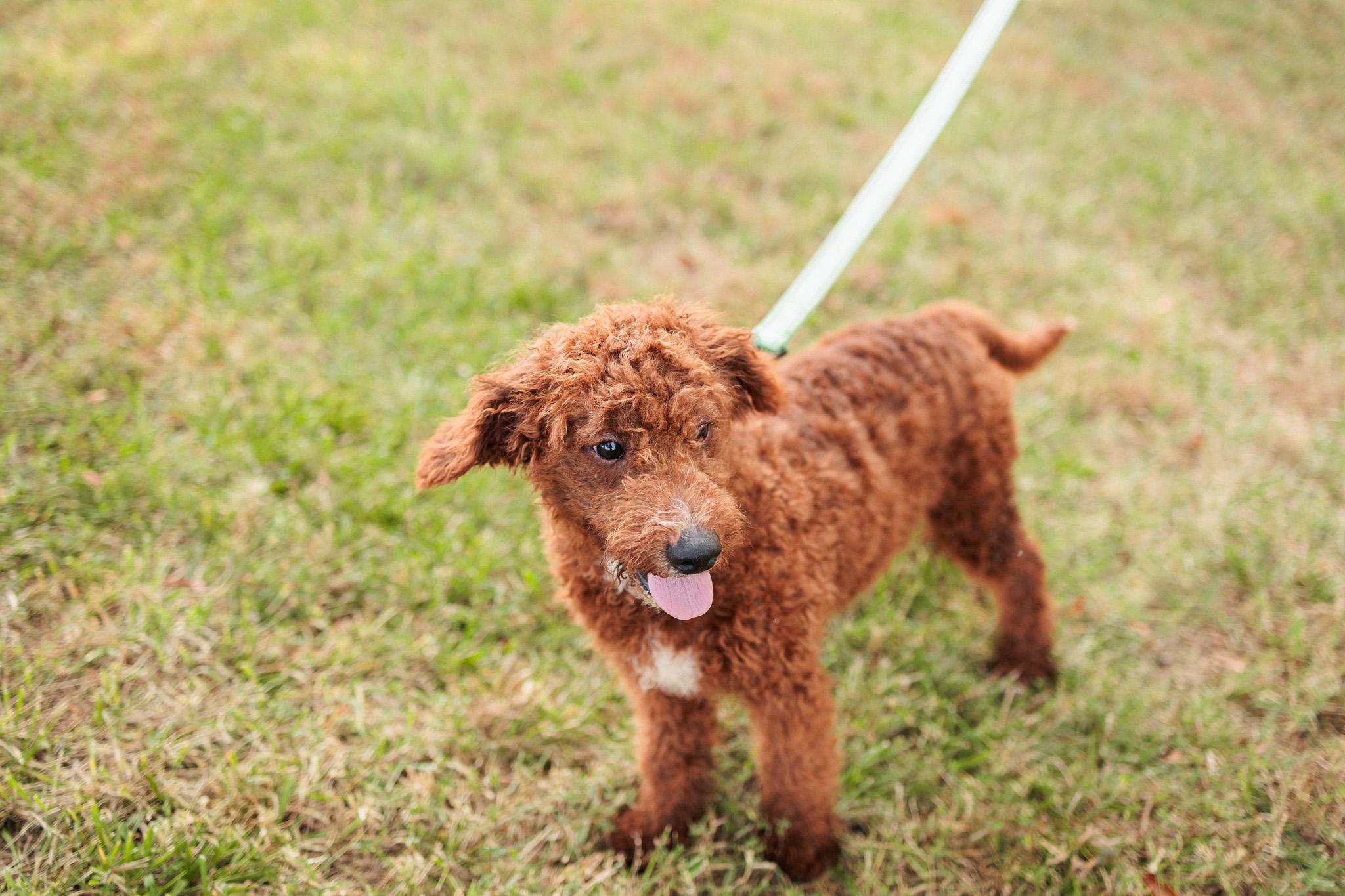 Leander, an adoptable Goldendoodle in Gradyville, KY, 42742 | Photo Image 2