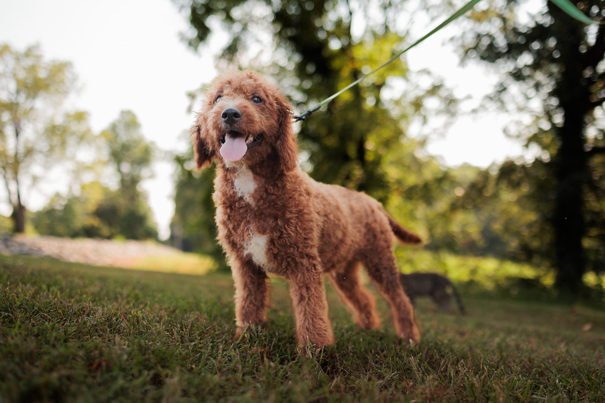 Leander, an adoptable Goldendoodle in Gradyville, KY, 42742 | Photo Image 4
