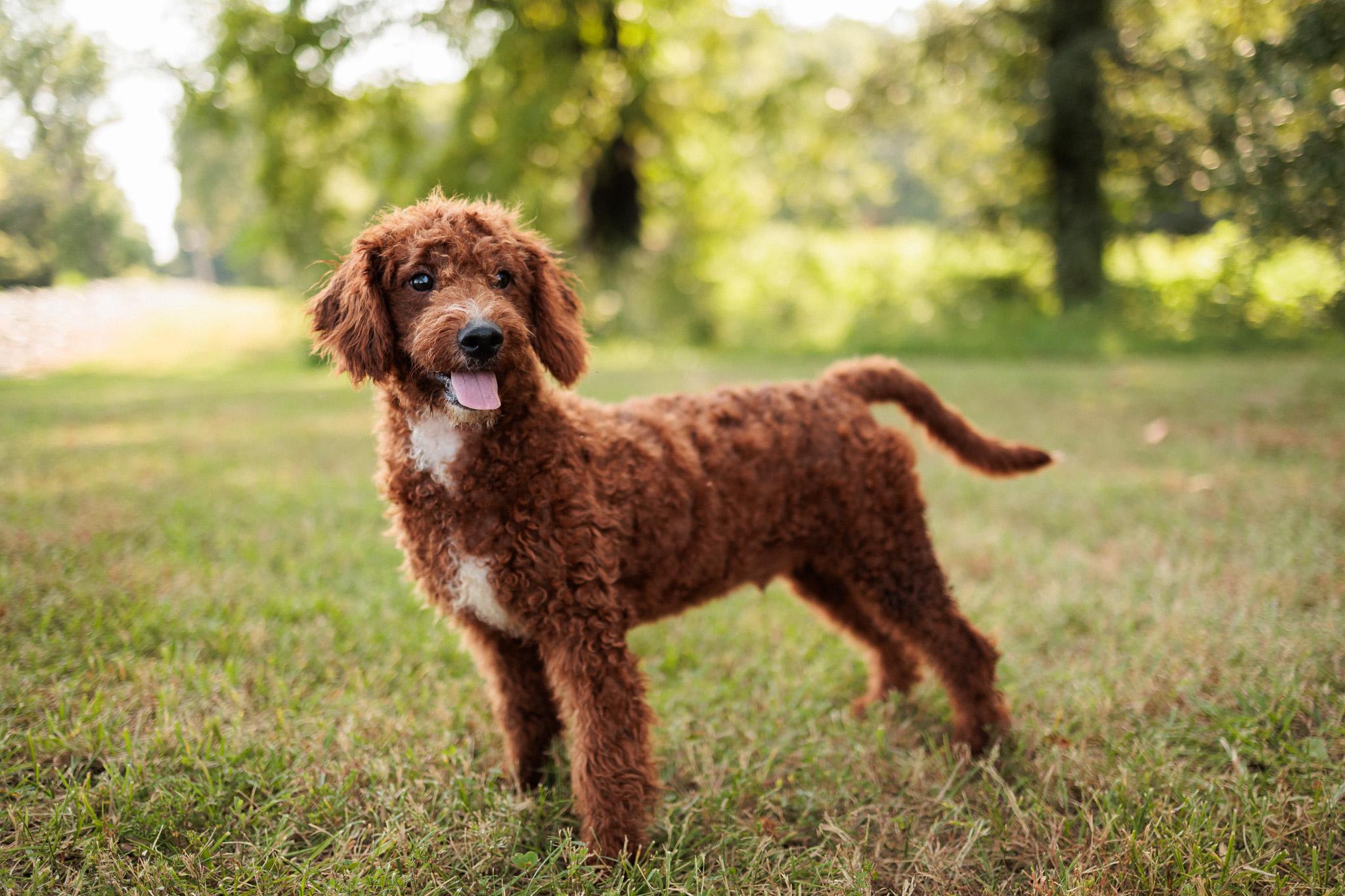 Leander, an adoptable Goldendoodle in Gradyville, KY, 42742 | Photo Image 1