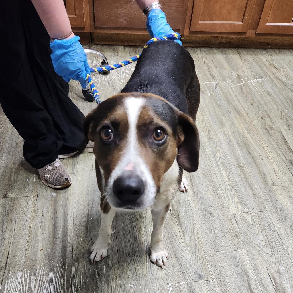 Cello, Adoptable, Adult Female Mixed Breed.