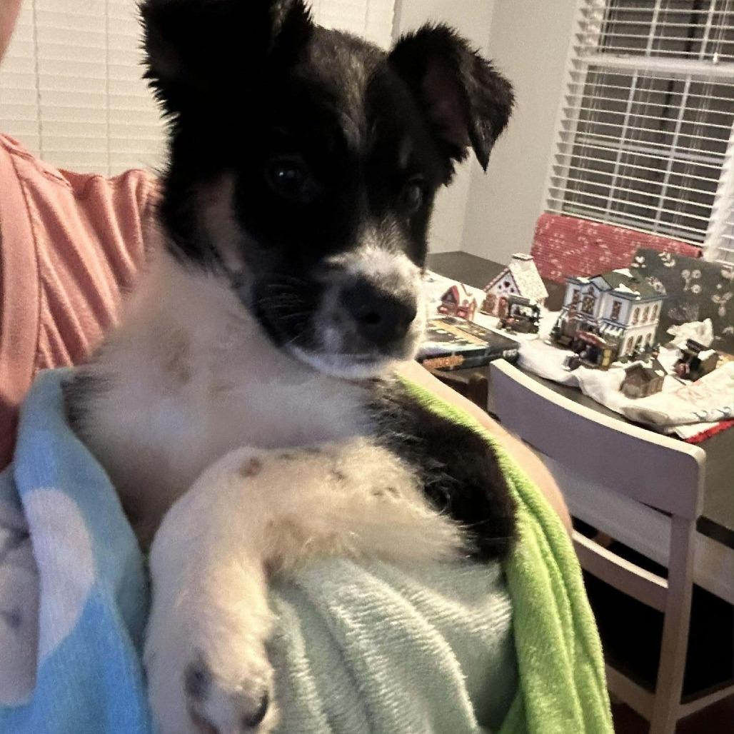 Enlarge Dancer (Oreo), a Adoptable mixed breed in Myrtle Beach, SC image 1/2