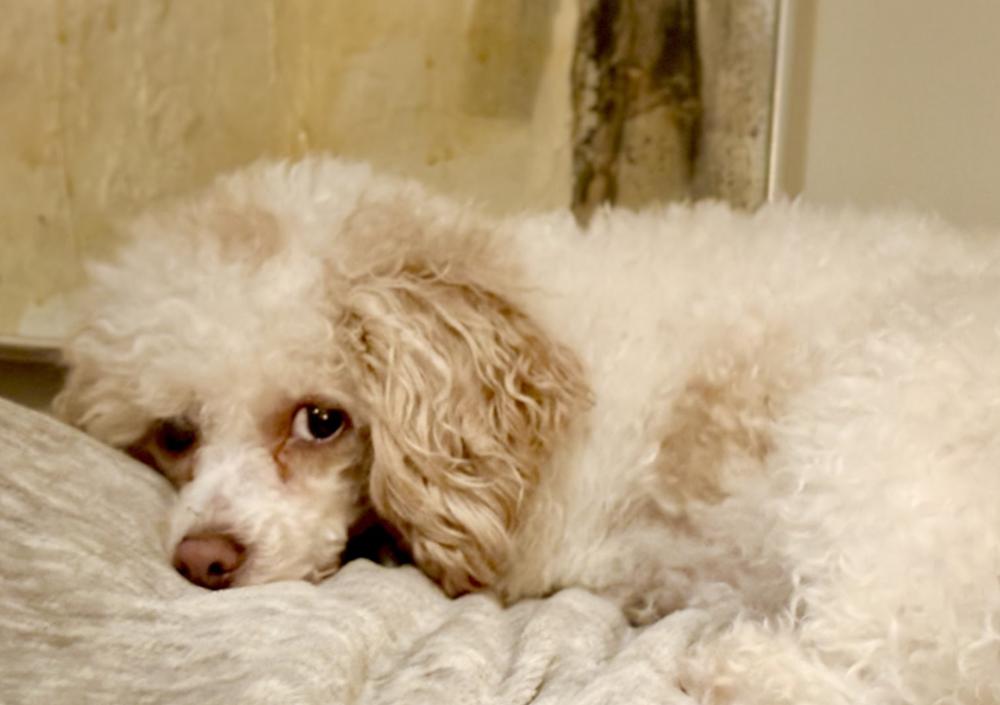 Diana, Adoptable, Adult Female Poodle.