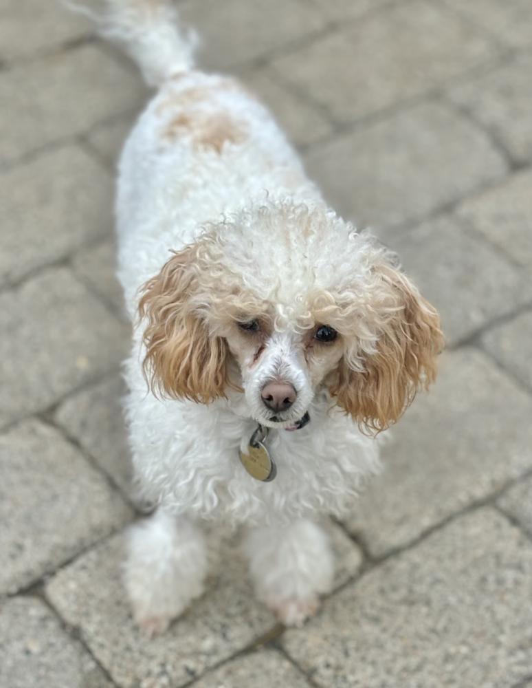 Diana, a Adoptable Poodle in Wolcott, CT image 2/3