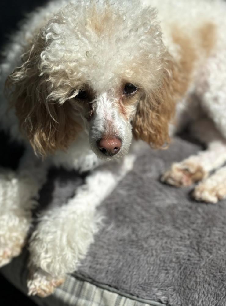 Diana, a Adoptable Poodle in Wolcott, CT image 3/3