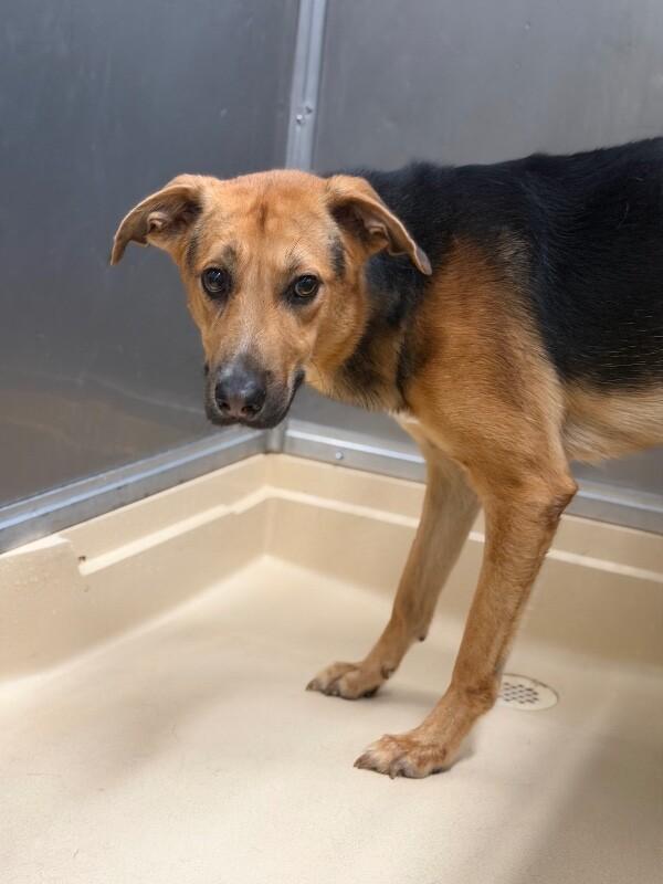 Zeus, Adoptable, Adult Male German Shepherd Dog & Labrador Retriever.