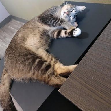 Hansen *COURTESY POST*, Adoptable, Young Male Tabby & Domestic Short Hair.