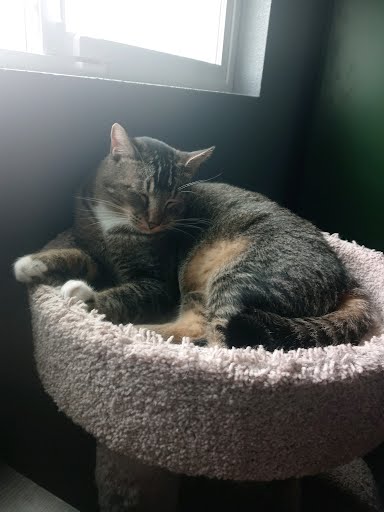 Hansen *COURTESY POST*, a Adoptable mixed breed in Sacramento, CA image 6/6