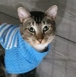 Hansen *COURTESY POST*, a Adoptable mixed breed in Sacramento, CA image 4/6