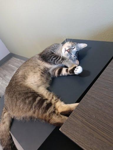 Hansen *COURTESY POST*, Adoptable, Young Male Tabby & Domestic Short Hair.