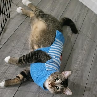 Hansen *COURTESY POST*, a Adoptable mixed breed in Sacramento, CA image 5/6