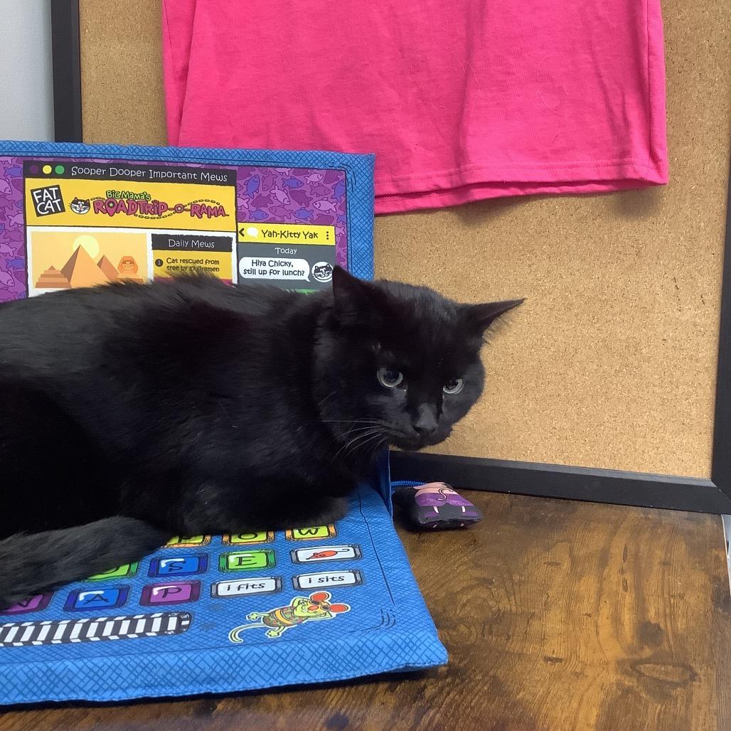 Willy, Adoptable, Young Male Domestic Medium Hair.