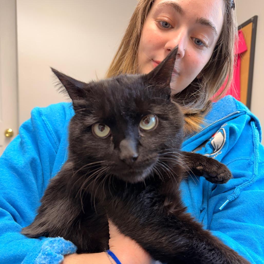 Enlarge Willy, a Adoptable Domestic Medium Hair in Pawling, NY image 2/4