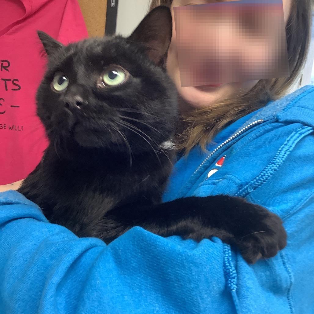 Enlarge Willy, a Adoptable Domestic Medium Hair in Pawling, NY image 3/4