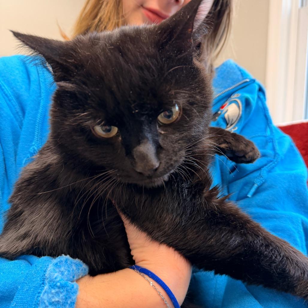 Enlarge Willy, a Adoptable Domestic Medium Hair in Pawling, NY image 4/4