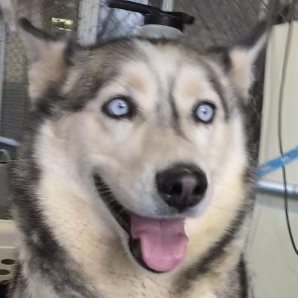 Luna, Adoptable, Senior Female Mixed Breed.