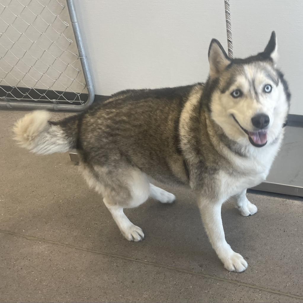 Enlarge Luna, a Adoptable Mixed Breed in Las Cruces, NM image 2/6