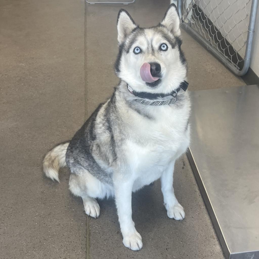 Enlarge Luna, a Adoptable Mixed Breed in Las Cruces, NM image 3/6