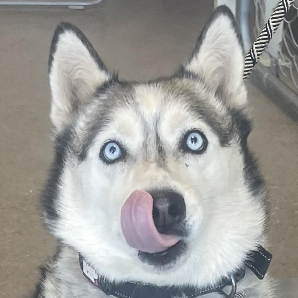 Enlarge Luna, a Adoptable Mixed Breed in Las Cruces, NM image 4/6