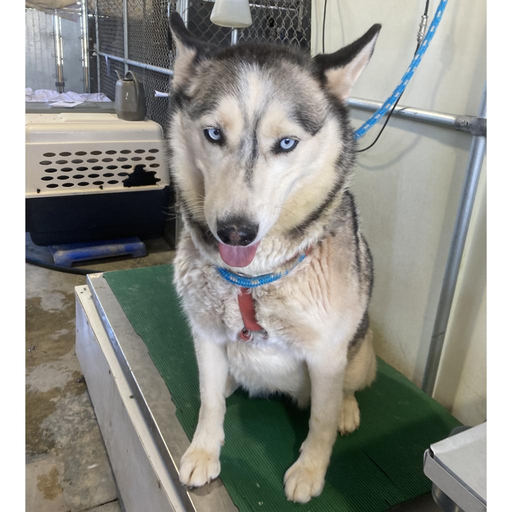 Enlarge Luna, a Adoptable Mixed Breed in Las Cruces, NM image 5/6