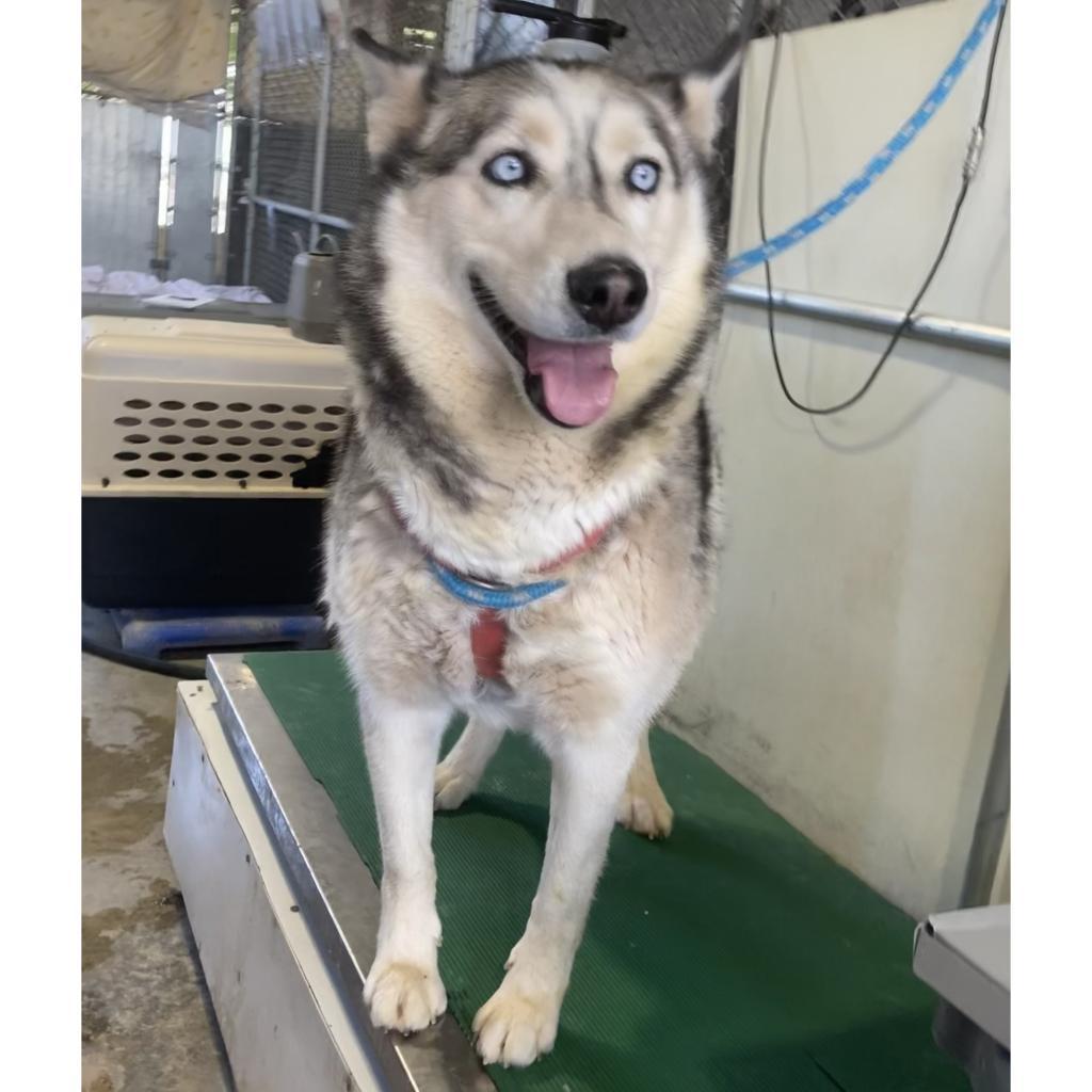 Enlarge Luna, a Adoptable Mixed Breed in Las Cruces, NM image 6/6