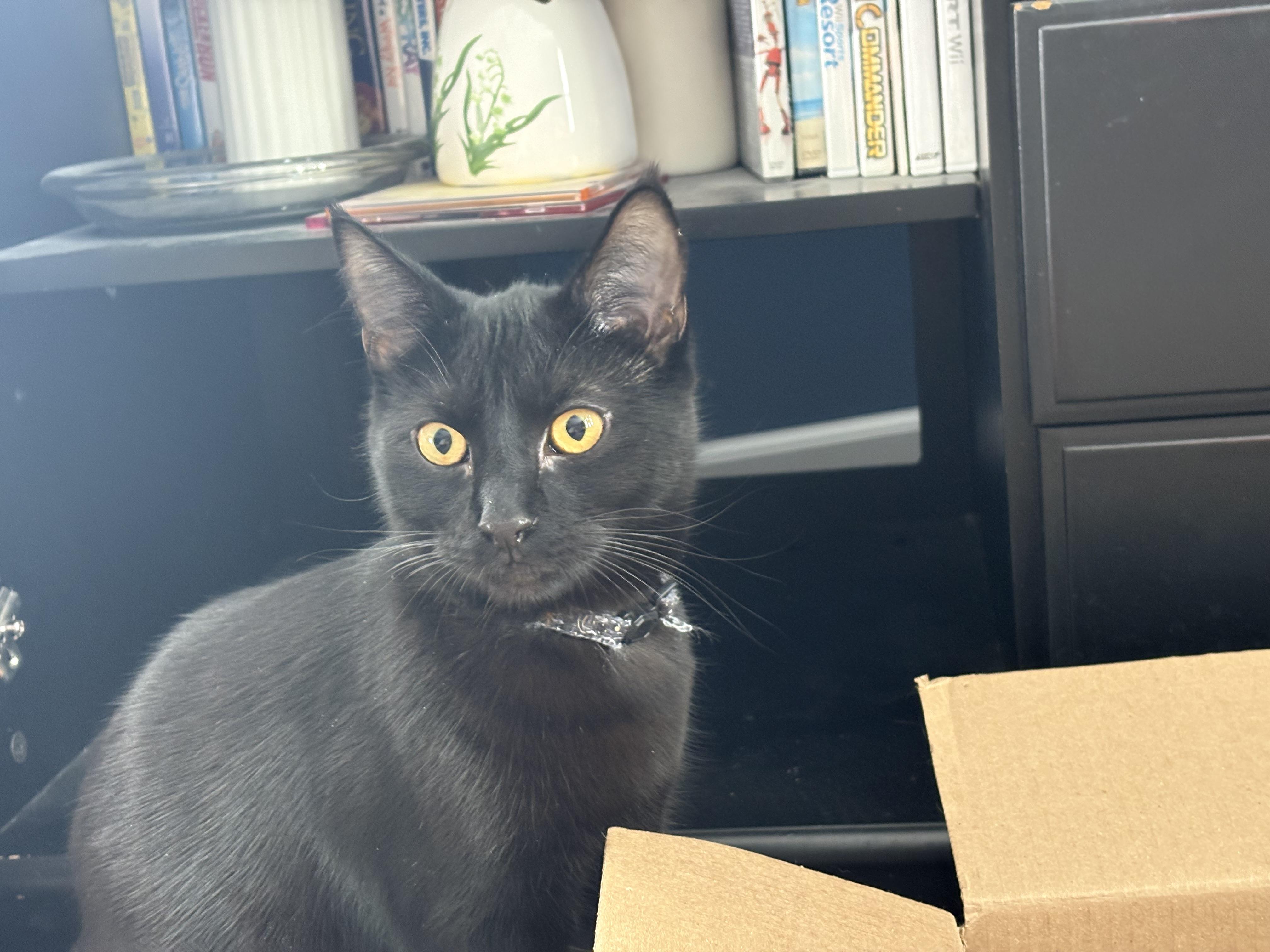 Windsor, Adoptable, Kitten Male Domestic Short Hair.