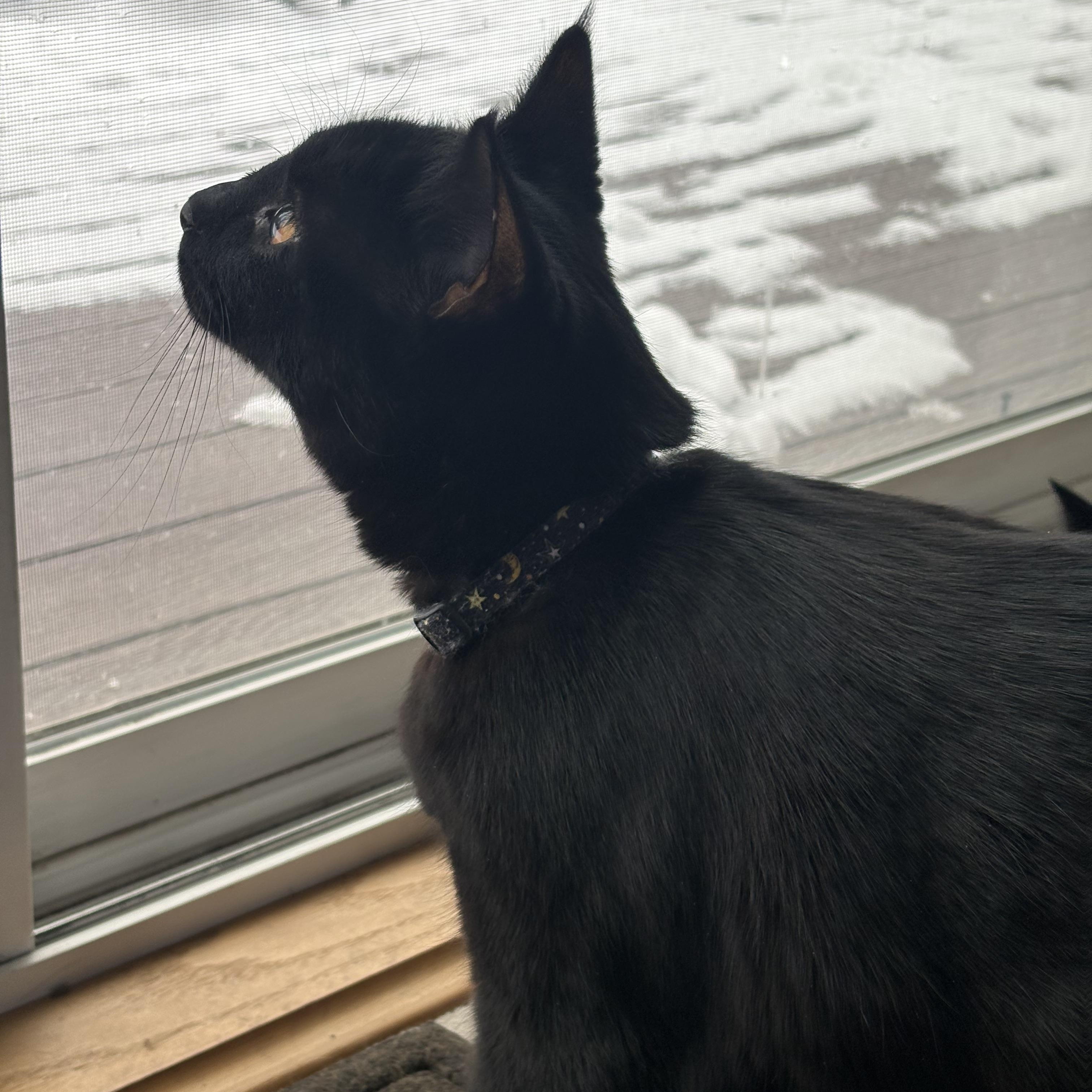 Enlarge Windsor, a Adoptable mixed breed in Mayfield, NY image 2/3